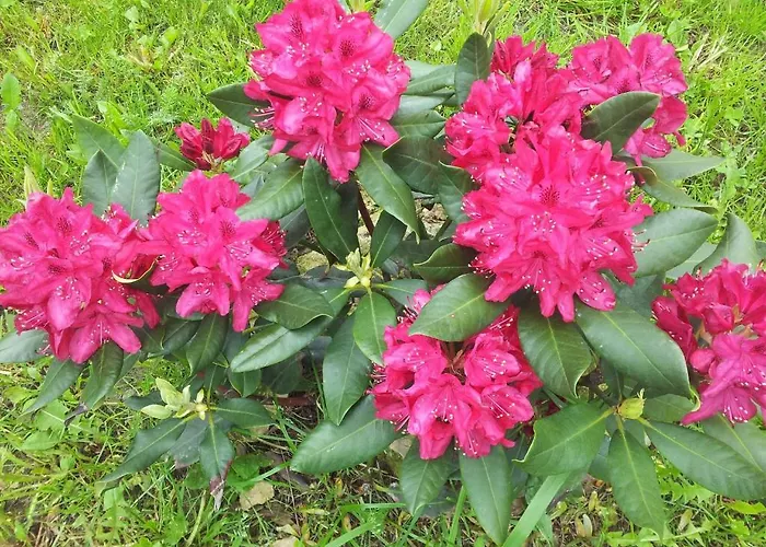 Piano Ranch Pensionat